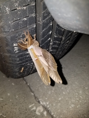 Antheraea polyphemus