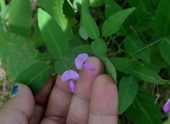 Desmodium paniculatum
