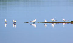 Gelochelidon nilotica
