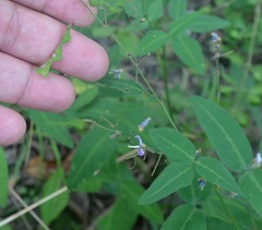 Desmodium paniculatum