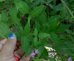 Desmodium paniculatum