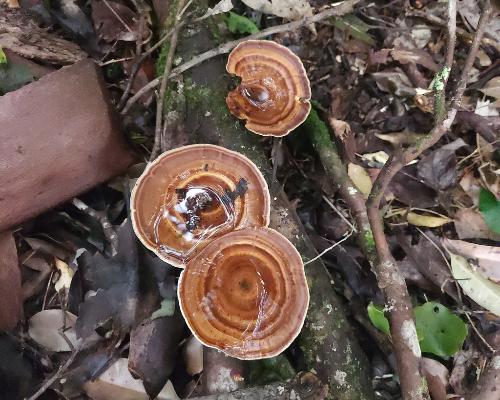 Microporus xanthopus · July 2025 · photo: © jaimshae (iNaturalist, cc-by)