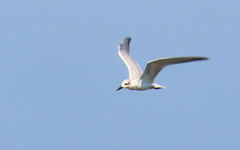 Gelochelidon nilotica