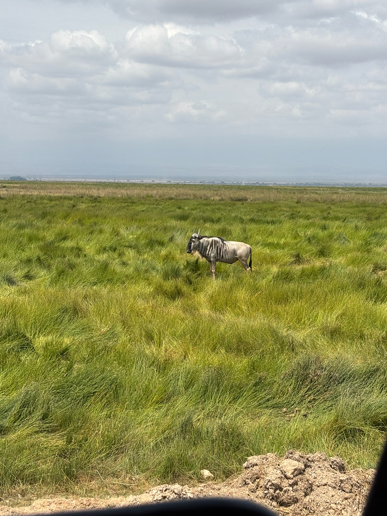 Connochaetes taurinus albojubatus, Kajiado, Kajiado, KE, by sandyyyyb