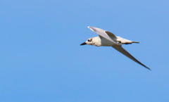 Gelochelidon nilotica