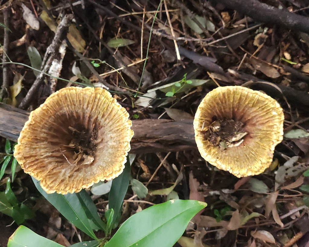 Cymatoderma elegans · July 2025 · photo: © jaimshae (iNaturalist, cc-by)