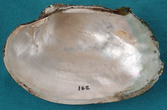 Arcidens confragosus