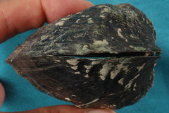 Arcidens confragosus