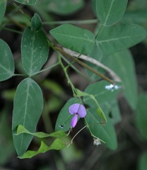 Desmodium paniculatum