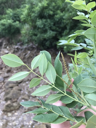 Maackia tashiroi iNat (2)