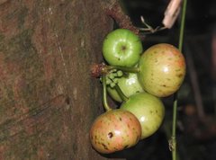Ficus variegata