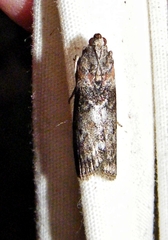 Sciota subcaesiella
