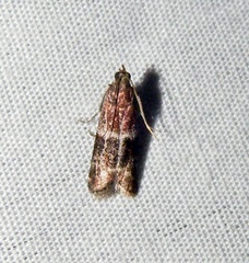 Moodna ostrinella