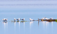 Gelochelidon nilotica