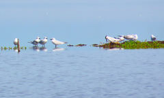 Gelochelidon nilotica