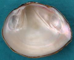 Glebula rotundata