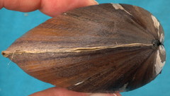 Glebula rotundata