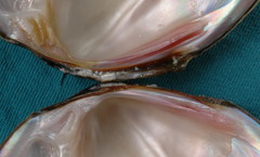 Glebula rotundata