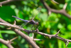 Erythrodiplax funerea