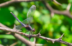 Erythrodiplax funerea