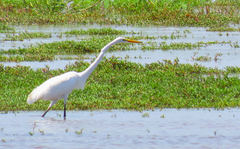 Ardea alba