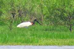 Jabiru mycteria