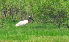 Jabiru mycteria
