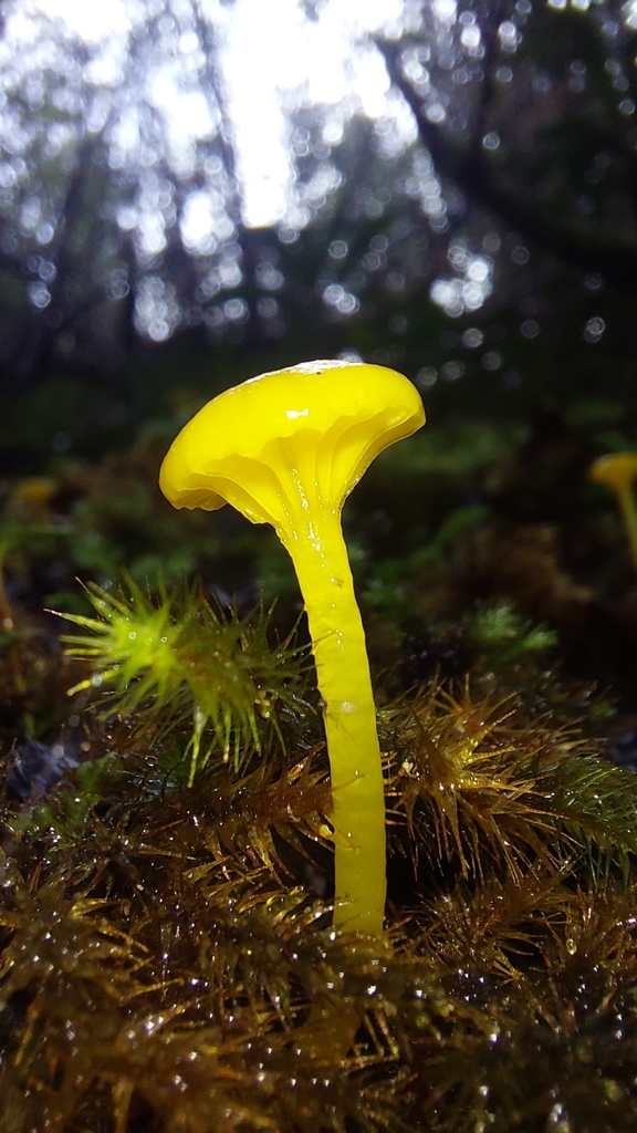 Gloioxanthomyces chromolimoneus