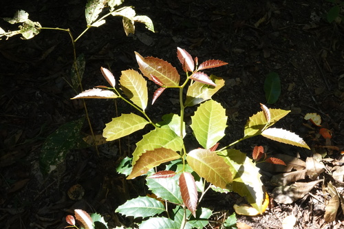 Homalium circumpinnatum, 2025-07-04