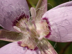 Calochortus longebarbatus, photograph (c) Cricket Raspet, some rights reserved (CC BY)