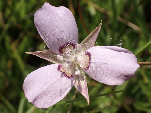 long-haired star-tulip (Calochortus longebarbatus)