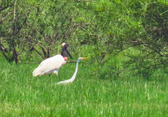 Jabiru mycteria