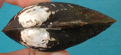 Glebula rotundata