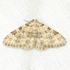 Zenophleps obscurata