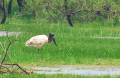 Jabiru mycteria