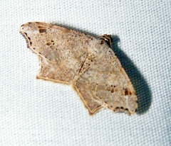 Macaria aequiferaria