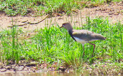 Vanellus chilensis