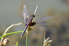 Erythrodiplax latimaculata