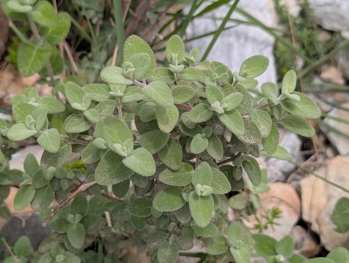 Wrinkleleaf Teacost (Isodon rugosus)