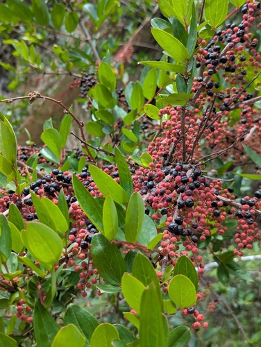 masuri berry (Coriaria nepalensis)