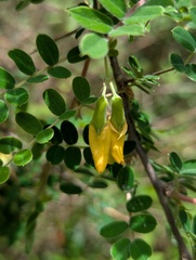 Caragana brevispina, photograph (c) Sagnik Dutta Roy, some rights reserved (CC BY)