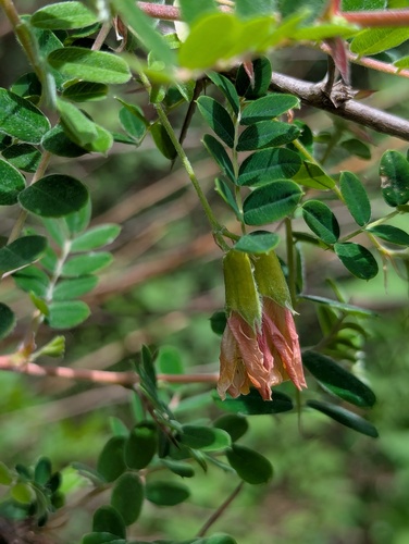Caragana brevispina, photograph 5