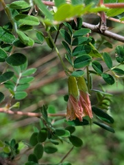 Caragana brevispina, photograph (c) Sagnik Dutta Roy, some rights reserved (CC BY)