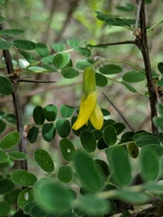 Caragana brevispina, photograph (c) Sagnik Dutta Roy, some rights reserved (CC BY)