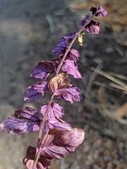 Clinopodium douglasii
