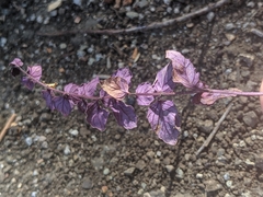 Clinopodium douglasii