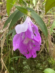 (c) fern Wildtruth, some rights reserved (CC BY) Sobralia macrantha, photograph (c) fern Wildtruth, some rights reserved (CC BY)