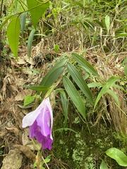 (c) fern Wildtruth, some rights reserved (CC BY) Sobralia macrantha, photograph (c) fern Wildtruth, some rights reserved (CC BY)