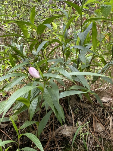Sobralia macrantha, photograph 6