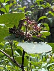 (c) Sagnik Dutta Roy, some rights reserved (CC BY) Viburnum cotinifolium, photograph (c) Sagnik Dutta Roy, some rights reserved (CC BY)